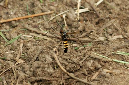3 foto (Diptera e Homoptera)
